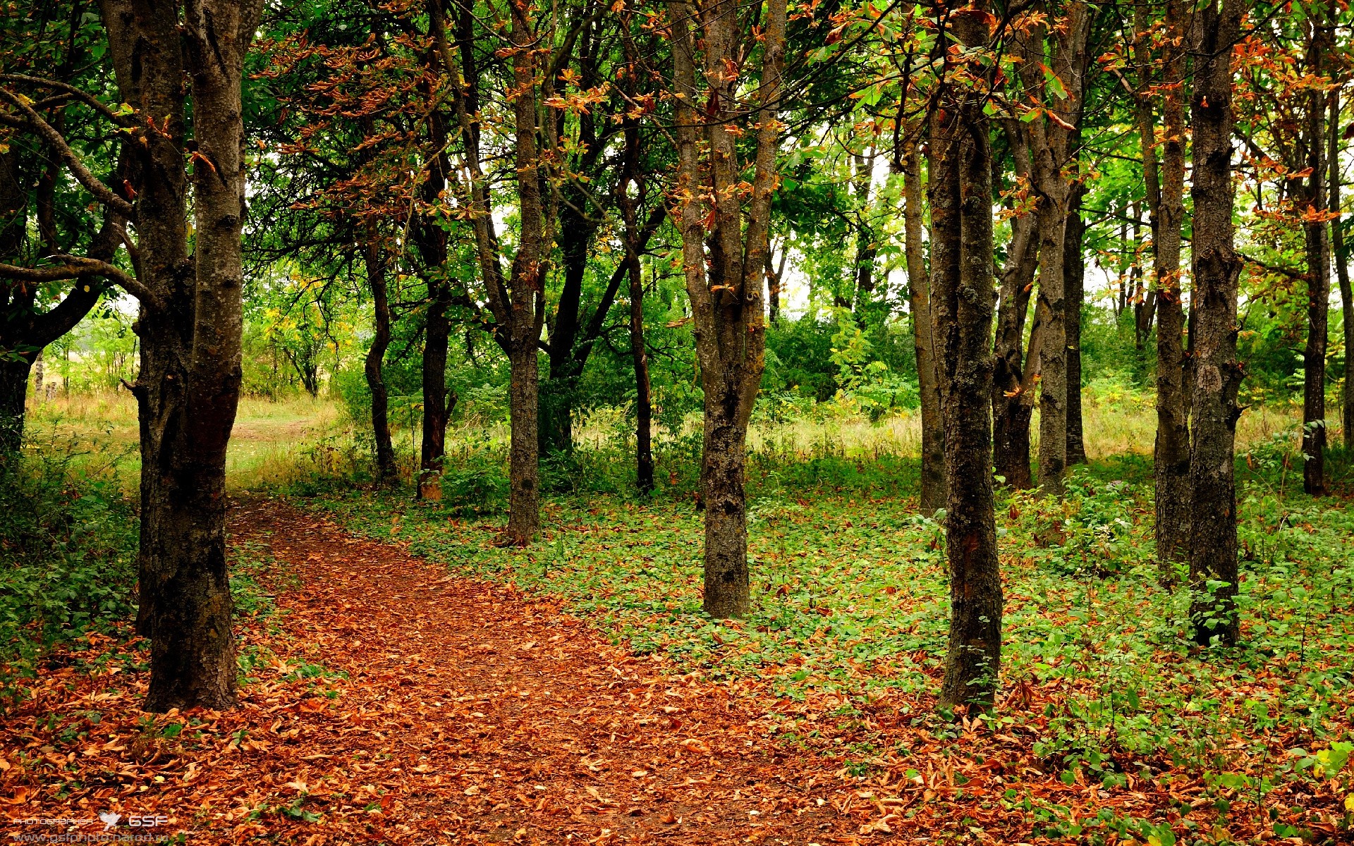 伯恩茅斯主场取胜,实现保级关键一步,伯恩茅斯转会