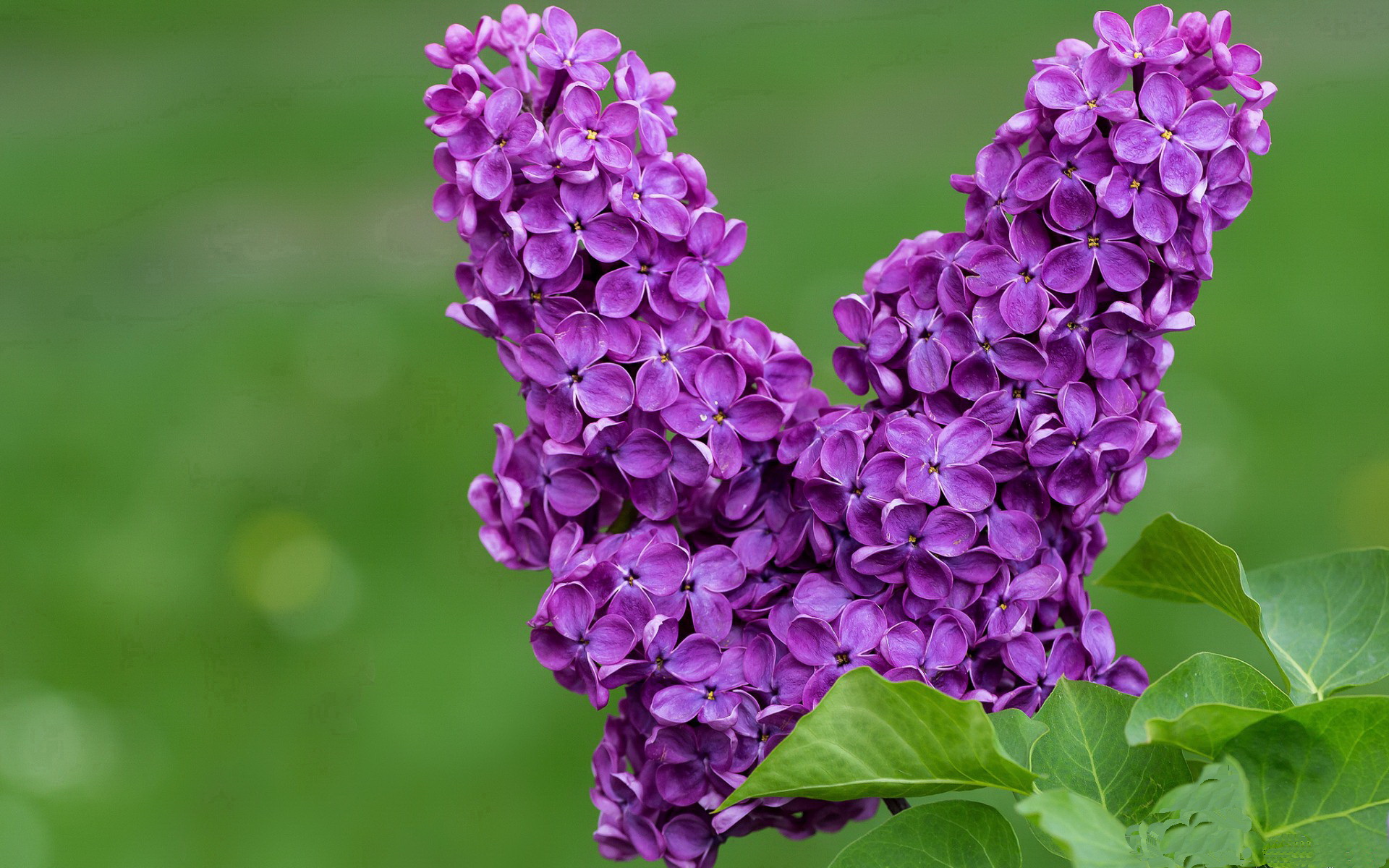 开云娱乐-佛罗伦萨是否应引入高质量中场组织者，佛罗伦萨球队主场