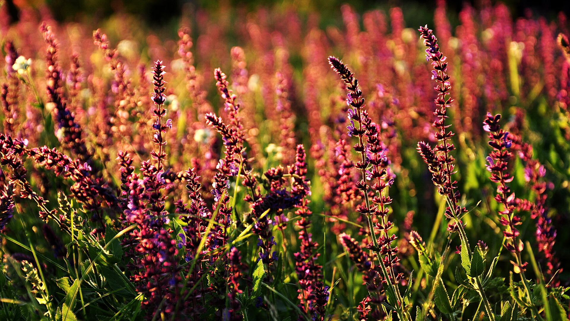 职业联赛引入赛事演示官制度提升球迷理解度，什么叫职业联赛