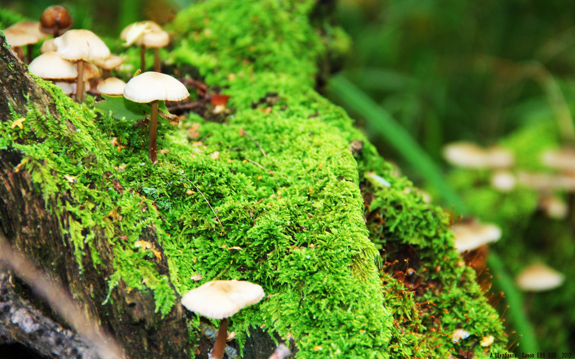 开云娱乐app安全登录-自由泳接力波兰团队协作出色，自由泳接力中国队